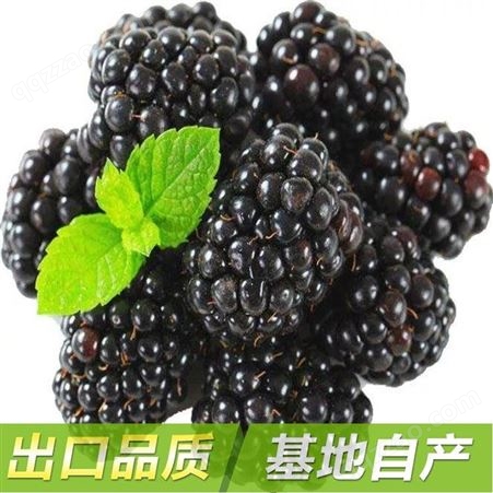 冷冻黑莓树莓 果酱烘焙原料批发 厂家直发新鲜美味