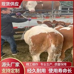 牛犊肉牛市场厂家 不偏不倚中介 公平交易 检验检疫 出肉率高50