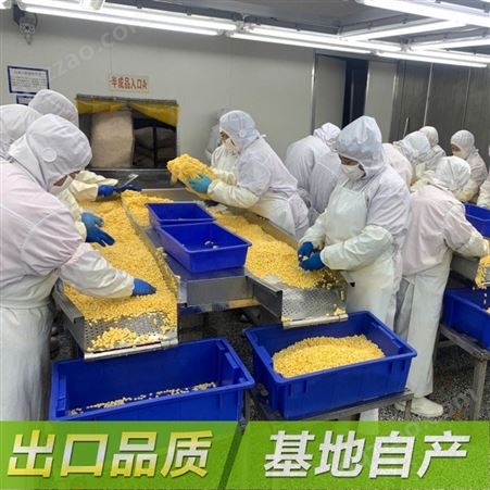 厂家直供 散装批发 IQF甜玉米 冷冻干燥 冻干玉米粒