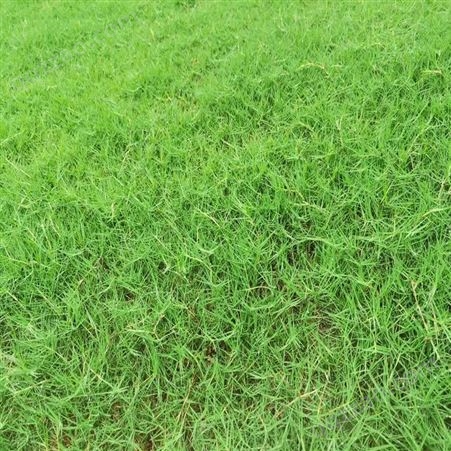 四季常青绿化草籽狗牙根 湘草绿化现货出售 生长快 易成活草坪