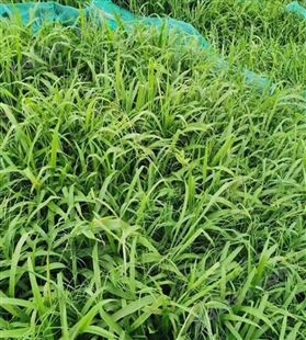 湘草绿化/基地出售一年生护坡狗尾草 叶色青绿 公园湿地绿化草