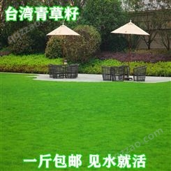 中国台湾青草坪种子四季青高羊茅狗牙根黑麦草耐践踏庭院护坡绿化草籽