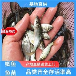 鲫鱼鱼苗价 钱 专业淡水鱼养殖 基地直售 鲜活健康