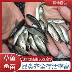 淡水养殖草鱼苗 支持送货上门 抗病害能力强 适应性强