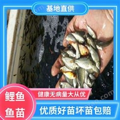 基地直售 淡水养殖 锦鲤鱼苗 产量好 包品质 鲜活健康