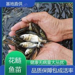 各种花鲢鱼苗批发 养殖基地直发 渔业批量供应 鲜活健康