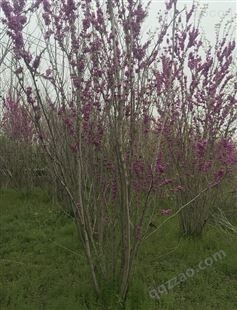 紫荆高度5米冠幅1米供应澳森花木基地